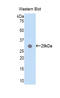 MYD88 Innate Immune Signal Transduction Adaptor antibody, LS-C295471, Lifespan Biosciences, Western Blot image 