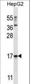 Tripartite Motif Containing 48 antibody, LS-C157277, Lifespan Biosciences, Western Blot image 