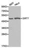 Sirtuin 7 antibody, TA326876, Origene, Western Blot image 