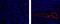 Actin Alpha 2, Smooth Muscle antibody, 50-9760-80, Invitrogen Antibodies, Immunofluorescence image 
