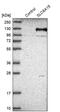 Solute Carrier Family 6 Member 15 antibody, PA5-52586, Invitrogen Antibodies, Western Blot image 