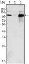 Androgen Receptor antibody, NBP1-47471, Novus Biologicals, Western Blot image 