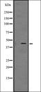 Growth Factor Independent 1B Transcriptional Repressor antibody, orb335220, Biorbyt, Western Blot image 