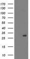 Phosphoglycerate Mutase 2 antibody, LS-C786331, Lifespan Biosciences, Western Blot image 