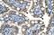 TOX High Mobility Group Box Family Member 2 antibody, NBP1-79964, Novus Biologicals, Immunohistochemistry paraffin image 