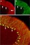  antibody, PA5-77296, Invitrogen Antibodies, Immunohistochemistry paraffin image 