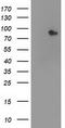 Signal Transducer And Activator Of Transcription 4 antibody, LS-C173018, Lifespan Biosciences, Western Blot image 