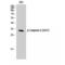 Caspase 6 antibody, LS-C380647, Lifespan Biosciences, Western Blot image 