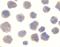 Beta-Secretase 1 antibody, LS-C377, Lifespan Biosciences, Immunocytochemistry image 