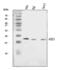 Fission, Mitochondrial 1 antibody, A01932-3, Boster Biological Technology, Western Blot image 