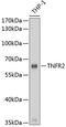 TNF Receptor Superfamily Member 1B antibody, 13-867, ProSci, Western Blot image 