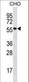 Ribosomal Protein S6 Kinase Like 1 antibody, LS-C162761, Lifespan Biosciences, Western Blot image 