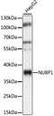 Cytosolic Fe-S cluster assembly factor NUBP1 antibody, A08538, Boster Biological Technology, Western Blot image 