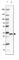 Protein Phosphatase 1 Regulatory Inhibitor Subunit 1B antibody, HPA048630, Atlas Antibodies, Western Blot image 