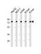 Heat Shock Protein Family A (Hsp70) Member 5 antibody, M00955-3, Boster Biological Technology, Western Blot image 