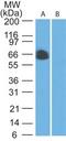 TRAF3 Interacting Protein 2 antibody, TA336472, Origene, Western Blot image 