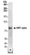 HNF1 Homeobox A antibody, NBP2-32125, Novus Biologicals, Western Blot image 