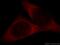 Protein Tyrosine Phosphatase Non-Receptor Type 11 antibody, 20145-1-AP, Proteintech Group, Immunofluorescence image 