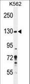Pleckstrin Homology And RhoGEF Domain Containing G3 antibody, LS-C163789, Lifespan Biosciences, Western Blot image 