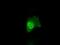 Annexin A10 antibody, GTX84885, GeneTex, Immunofluorescence image 