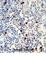 Immunoglobulin Lambda Variable 1-51 antibody, abx034778, Abbexa, Western Blot image 