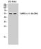 Calcium/Calmodulin Dependent Protein Kinase II Alpha antibody, STJ91988, St John