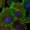 Mitotic Spindle Positioning antibody, HPA062232, Atlas Antibodies, Immunofluorescence image 