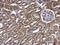 Ras And Rab Interactor 2 antibody, GTX117153, GeneTex, Immunohistochemistry paraffin image 