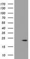 Cystatin-S antibody, CF504095, Origene, Western Blot image 