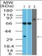 Epstein-Barr Virus Induced 3 antibody, orb95733, Biorbyt, Western Blot image 