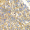 Eukaryotic translation initiation factor 2-alpha kinase 4 antibody, A7155, ABclonal Technology, Immunohistochemistry paraffin image 