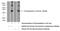 Proenkephalin-A antibody, 13531-1-AP, Proteintech Group, Western Blot image 