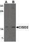 CDGSH Iron Sulfur Domain 2 antibody, PA5-34545, Invitrogen Antibodies, Western Blot image 