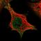 PI synthase antibody, HPA056597, Atlas Antibodies, Immunocytochemistry image 
