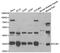 STIP1 Homology And U-Box Containing Protein 1 antibody, A1169, ABclonal Technology, Western Blot image 