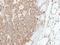 Involucrin antibody, NBP2-16981, Novus Biologicals, Immunohistochemistry frozen image 