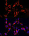 Dishevelled Segment Polarity Protein 2 antibody, 23-022, ProSci, Immunofluorescence image 