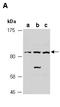 Toll Like Receptor Adaptor Molecule 1 antibody, orb107116, Biorbyt, Western Blot image 
