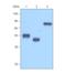 ORF73 antibody, NBP1-30176, Novus Biologicals, Western Blot image 