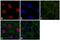 RAN Binding Protein 3 antibody, 700076, Invitrogen Antibodies, Immunofluorescence image 