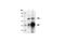 Telomeric Repeat Binding Factor 2 antibody, 2645S, Cell Signaling Technology, Immunoprecipitation image 