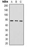 Interleukin 27 antibody, orb74718, Biorbyt, Western Blot image 
