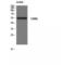 Sedoheptulokinase antibody, LS-C382430, Lifespan Biosciences, Western Blot image 