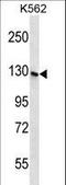 SH3 Domain And Tetratricopeptide Repeats 1 antibody, LS-C162842, Lifespan Biosciences, Western Blot image 