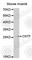 Ciliary Neurotrophic Factor antibody, A1915, ABclonal Technology, Western Blot image 