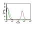 CD63 Molecule antibody, NBP2-44806, Novus Biologicals, Flow Cytometry image 