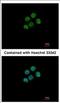 Core histone macro-H2A.2 antibody, NBP2-17197, Novus Biologicals, Immunocytochemistry image 