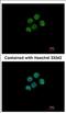 H2A Histone Family Member Y2 antibody, NBP2-17197, Novus Biologicals, Immunocytochemistry image 