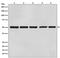Tubulin antibody, M05613-5, Boster Biological Technology, Western Blot image 