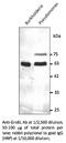 Mycobacterium tuberculosis groEL antibody, AB0130-200, SICGEN, Western Blot image 